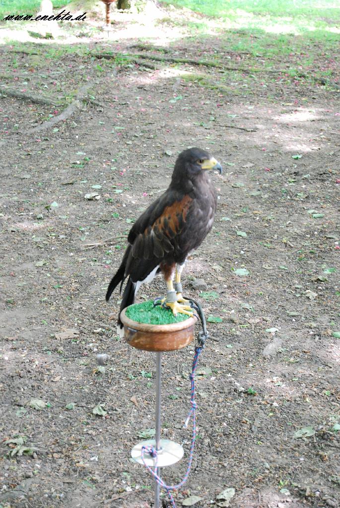 Mittelaltermarkt Dortmund-Hohensyburg vom 29.05.2010-203.jpg